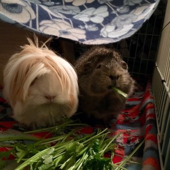 Cavy Care - Some super cute pigs I adopted from Shannon! - Pet Boarding Near Me - Aurora, Colorado