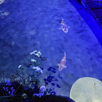 Monet: The Immersive Experience - Projected Koi - Art Galleries Near Me - Worcester, Massachusetts