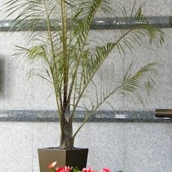 Design Perfected - Indoor Landscaping Near Me - Golden, Colorado Design Perfected - Indoor Landscaping Near Me - Golden, Colorado