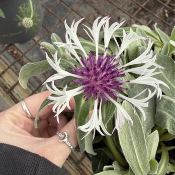 Hughes Plant Farm - Nurseries & Gardening Near Me - Tyler, Texas