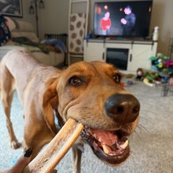 Michigan Antler Chews