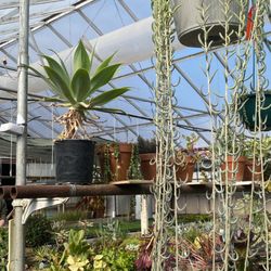 Farmington Greenhouse