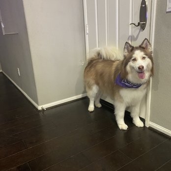 Pride N Joy Grooming - Pet Groomers Near Me - Chula Vista, California Pride N Joy Grooming - Pet Groomers Near Me - Chula Vista, California