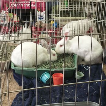 Kribs for Kritters - Bunny bonding! - Pet Adoption Near Me