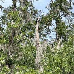 Plantation River Tours - Osprey