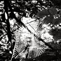 Highbanks Metro Park - Spider web