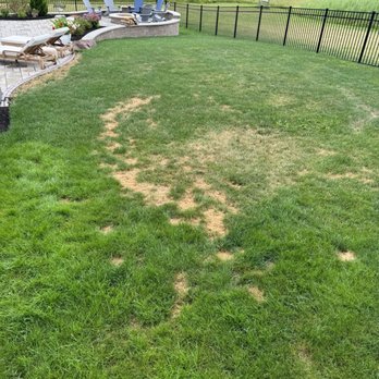 TruGreen Lawn Care - chemical burn - Tree Services Near Me - Rochester, New York TruGreen Lawn Care - chemical burn - Tree Services Near Me - Rochester, New York