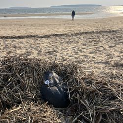 Indian Neck Beach