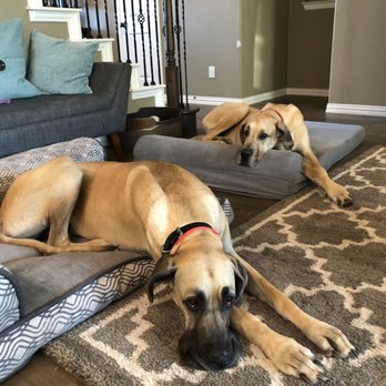 Priority Canine Training - Dexter and Daisy during their in-home follow up lesson. They are doing great! - Pet Training Near Me - Spicewood, Texas Priority Canine Training - Dexter and Daisy during their in-home follow up lesson. They are doing great! - Pet Training Near Me - Spicewood, Texas