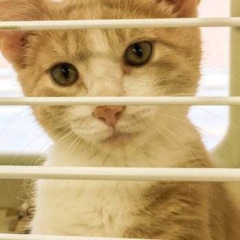 Keystone Pet Place - This is Jimmy and looking for a home. - Pet Stores Near Me - Mount Joy, Pennsylvania