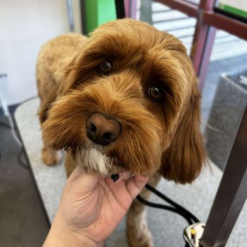 Pet Supplies Plus Surprise - Grooming - Pet Stores Near Me - Surprise, Arizona Pet Supplies Plus Surprise - Grooming - Pet Stores Near Me - Surprise, Arizona