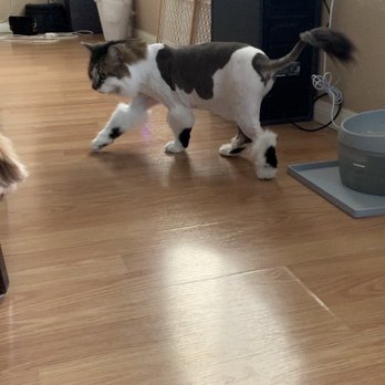 Tiny Lion Grooming - The whole club lookin at her - Pet Groomers Near Me Tiny Lion Grooming - The whole club lookin at her - Pet Groomers Near Me