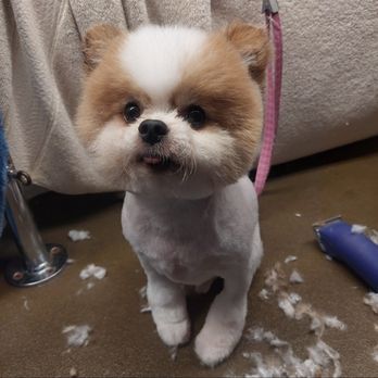 Emerald City Mobile Dog Grooming - Pet Groomers Near Me - Burien, Washington Emerald City Mobile Dog Grooming - Pet Groomers Near Me - Burien, Washington