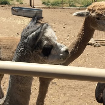 Adorable alpaca - Farms Near Me - Tehachapi, California