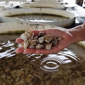 Patuxent Seafood - Oysters - Seafood Markets Near Me - Broomes Island, Maryland Patuxent Seafood - Oysters - Seafood Markets Near Me - Broomes Island, Maryland