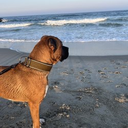 8th Avenue Dog Park