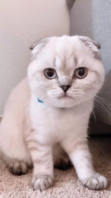 Photo of Kittens Up - Pembroke Pines, FL, US.