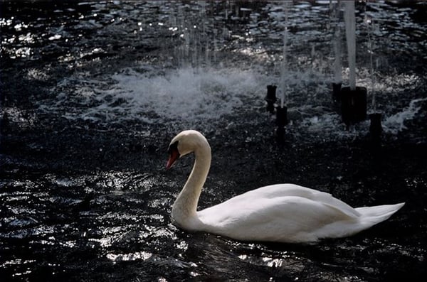 Kuğulu Park by null