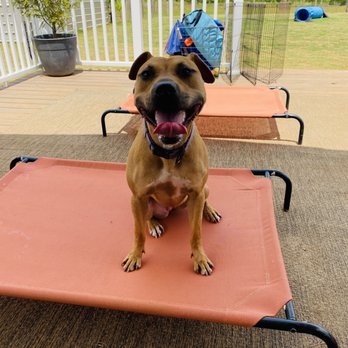 IAPP Dog Care - Pet Boarding Near Me - Monroe, Georgia IAPP Dog Care - Pet Boarding Near Me - Monroe, Georgia