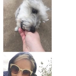 The Dog Walker