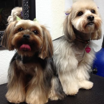 KleanPooch by Karla - Chelsea & mykayla - Pet Groomers Near Me KleanPooch by Karla - Chelsea & mykayla - Pet Groomers Near Me