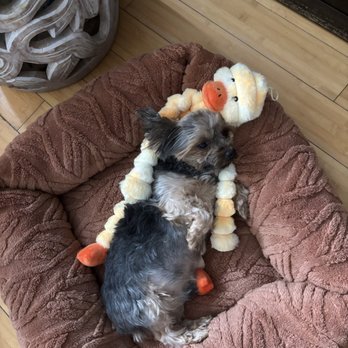 Francis Animal Clinic - His belly doesnt look distended to you???? - Veterinarians Near Me - Bayside, New York Francis Animal Clinic - His belly doesnt look distended to you???? - Veterinarians Near Me - Bayside, New York