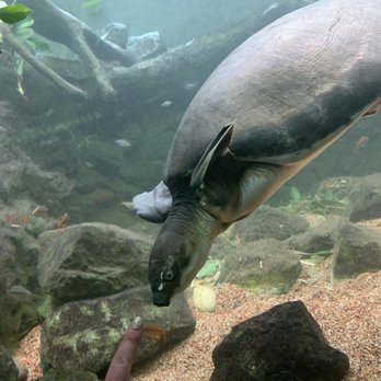 Shedd Aquarium - Aquariums Near Me - Chicago, Illinois Shedd Aquarium - Aquariums Near Me - Chicago, Illinois