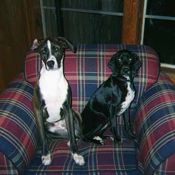 Schomer Kennels - Noah (right) and Bailey (left) - Pet Boarding Near Me - Conroe, Texas Schomer Kennels - Noah (right) and Bailey (left) - Pet Boarding Near Me - Conroe, Texas