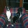 Photo of Schomer Kennels