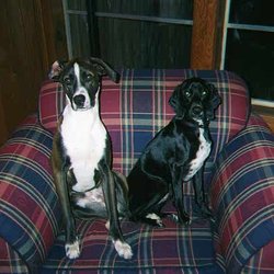 Schomer Kennels