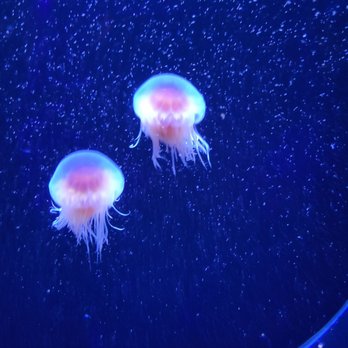 Birch Aquarium - Jellies - Aquariums Near Me - La Jolla, California