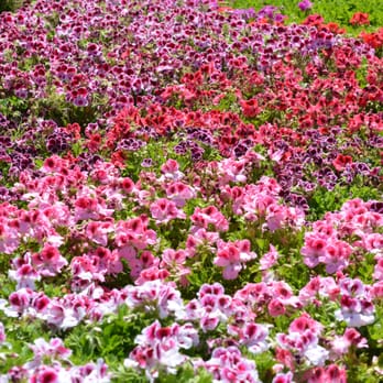 The Flower Fields - April 15, 2012 - Azaleas - Venues & Event Spaces Near Me - Carlsbad, California The Flower Fields - April 15, 2012 - Azaleas - Venues & Event Spaces Near Me - Carlsbad, California