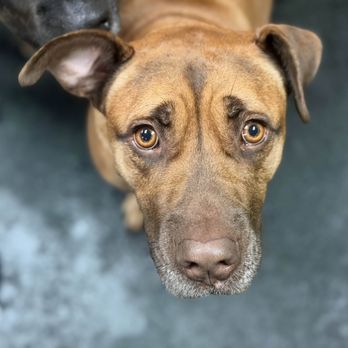 Dogtopia North Austin - Sweetie asking for snuggles! Luckily our Canine Coaches are always happy to provide - Pet Boarding Near Me - Austin, Texas