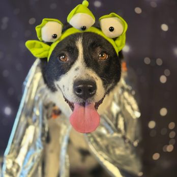 Pampered Pet Inn - Pet Groomers Near Me - Houston, Texas Pampered Pet Inn - Pet Groomers Near Me - Houston, Texas