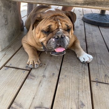 Whalebone Vineyard - Bentley at our feet waiting for some love pets. - Wineries Near Me - Paso Robles, California