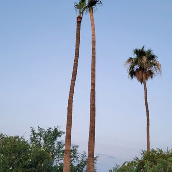 Southwest Landscaping & Trees - After - Tree Services Near Me Southwest Landscaping & Trees - After - Tree Services Near Me