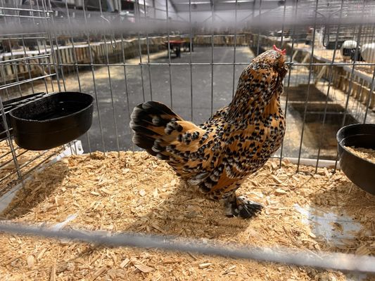 Miami-Dade County Fair & Exposition, Inc. by null