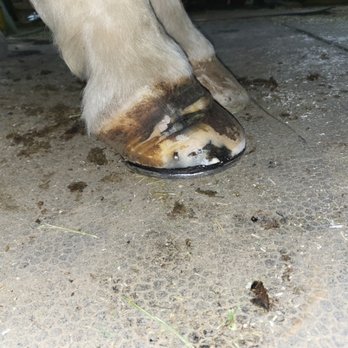 LBBM Farrier Service - Farriers Near Me LBBM Farrier Service - Farriers Near Me