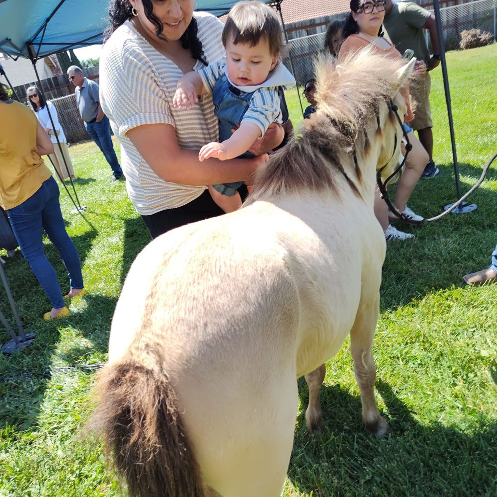 D'Rose Petting Zoo - Petting Zoos Near Me - Gilroy, California D'Rose Petting Zoo - Petting Zoos Near Me - Gilroy, California
