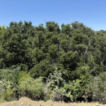 BioScapes Treecare - Before - Landscaping Near Me - Union City, California BioScapes Treecare - Before - Landscaping Near Me - Union City, California