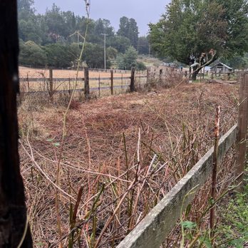 Lost Emu Farms - AFTER photo of the grazed non-native Himalayan blackberry and brush. - Landscaping Near Me - Aptos, California Lost Emu Farms - AFTER photo of the grazed non-native Himalayan blackberry and brush. - Landscaping Near Me - Aptos, California