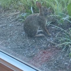 The Grand of Dublin - An Optalis Health & Rehabilitation Center - Baby bunnie right outside my window