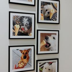 Gelato & Co - Doggies enjoying Gelato  10-18-2024