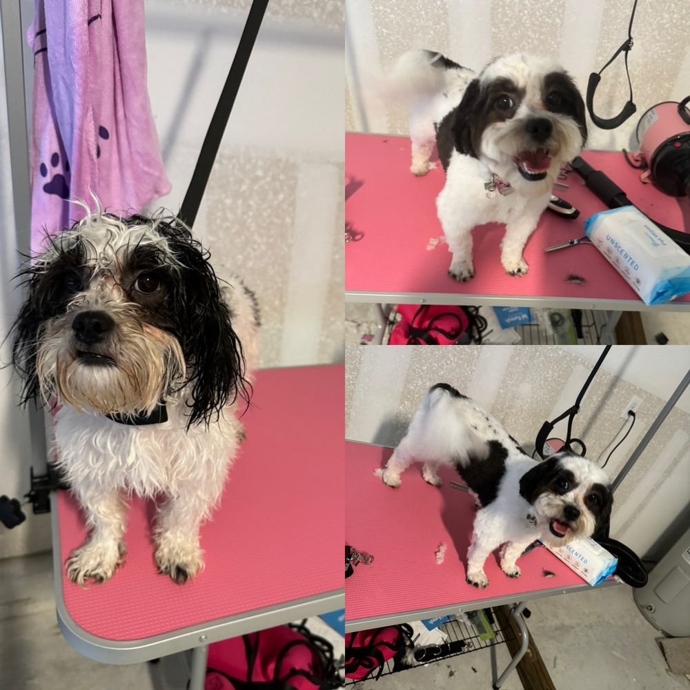 Luxury Pooch Spa Image