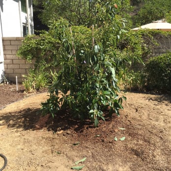 Moon Valley Nurseries - Trio avocado! - Tree Services Near Me - Chino, California Moon Valley Nurseries - Trio avocado! - Tree Services Near Me - Chino, California