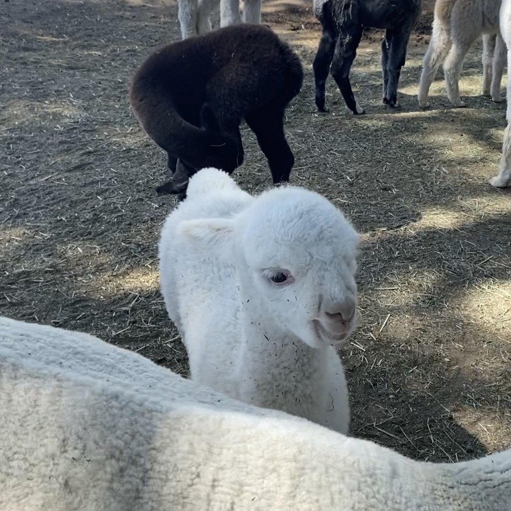 Alpaca's Alpaca's