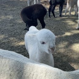 Alpaca's
