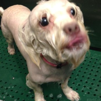 WAGZ - Pet Groomers Near Me - Westchester, California WAGZ - Pet Groomers Near Me - Westchester, California