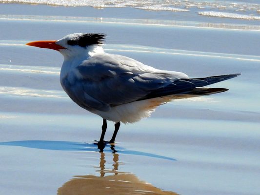 Padre Island National Seashore - Malaquite Visitor Center by null