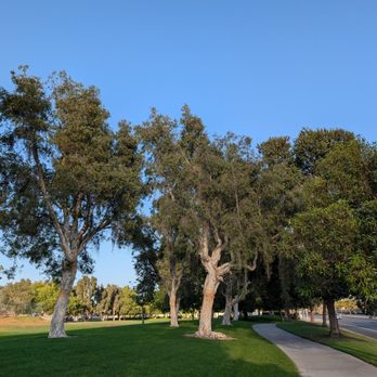 Veterans Park - Trees in the park - Parks Near Me - Cypress, California Veterans Park - Trees in the park - Parks Near Me - Cypress, California